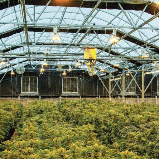 Automatyczne odmiany marihuany