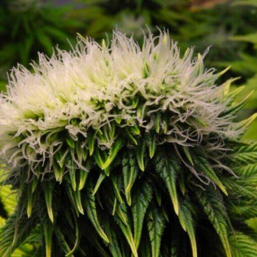 Cbd o pelnym spektrum