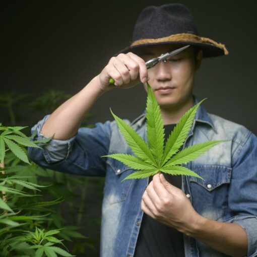 Fotoperiodowe odmiany marihuny