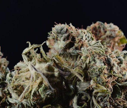 Lepkie paki kontra zle wysuszona marihuana