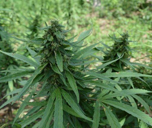 Marihuana na jamajce