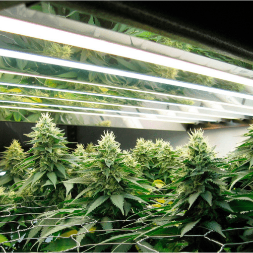 Najlepsze automaty dla poczatkujacych