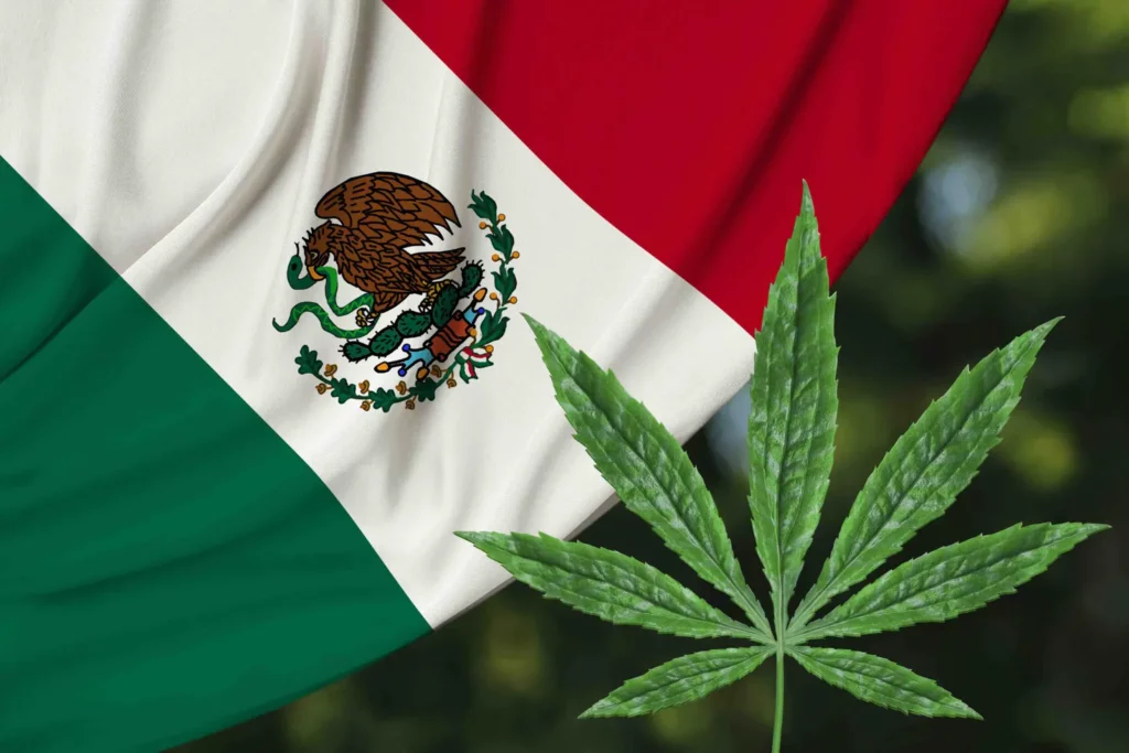 Meksyk Ma Nową Ustawę o Legalizacji 420THC.pl, 420Polska