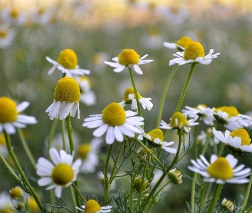 Sadzenie roslin towarzyszacych