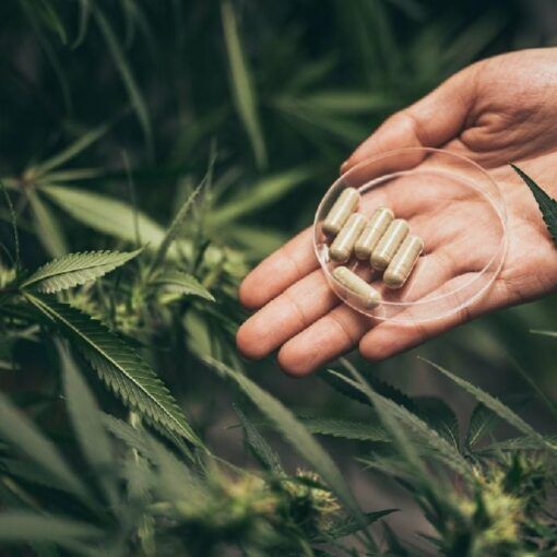 Stosowanie marihuany w menopauzie